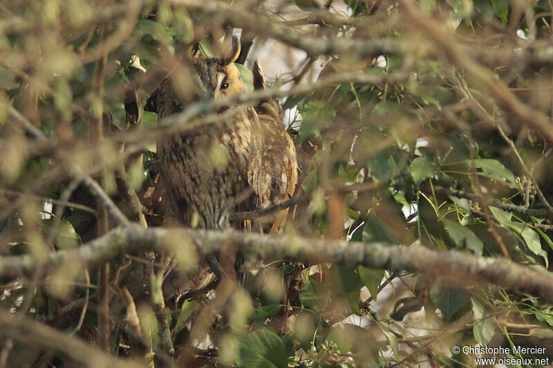 Long-eared Owl