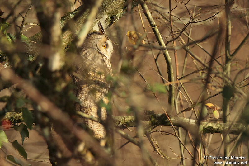 Hibou moyen-duc