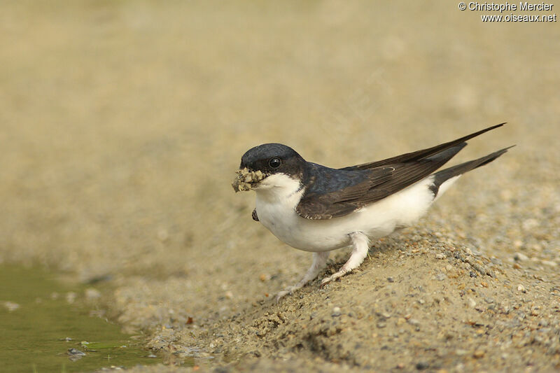 Western House Martin