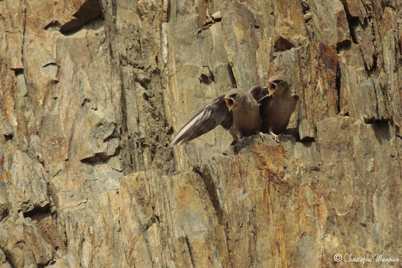 Eurasian Crag Martin