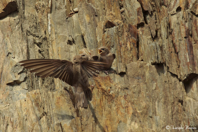 Eurasian Crag Martin