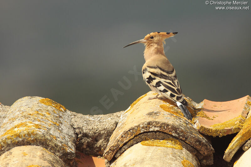 Eurasian Hoopoe