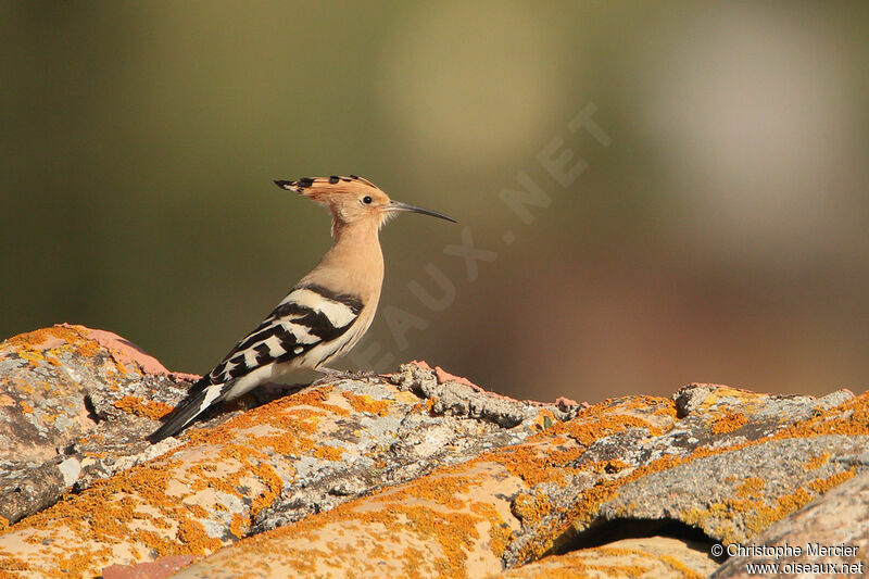 Eurasian Hoopoe