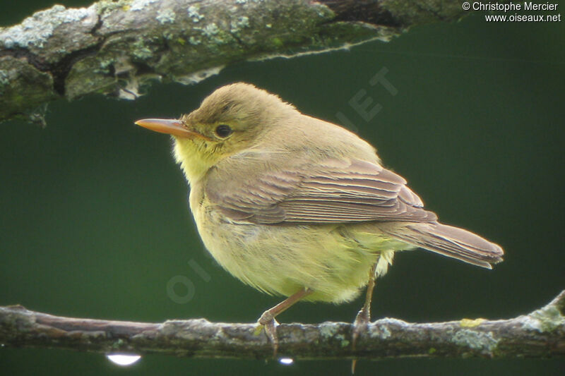 Melodious Warbler