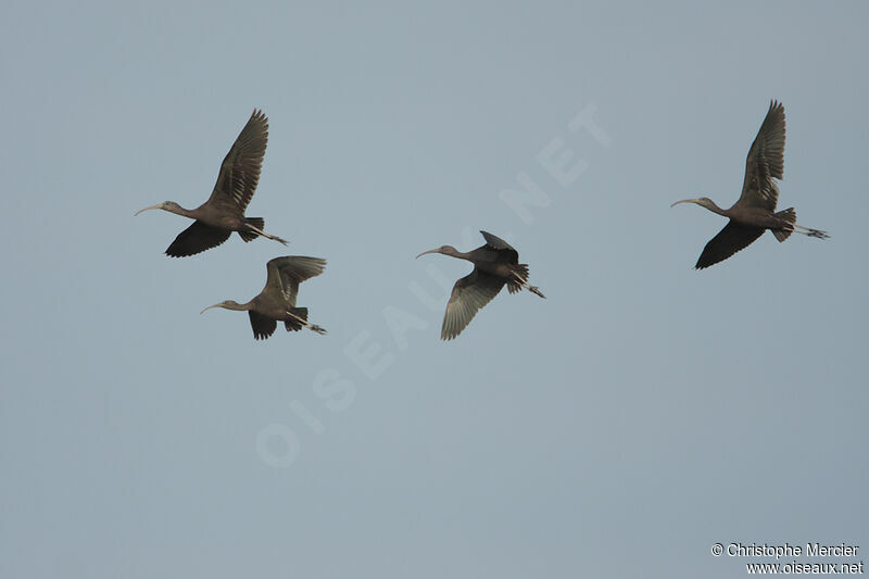 Glossy Ibis