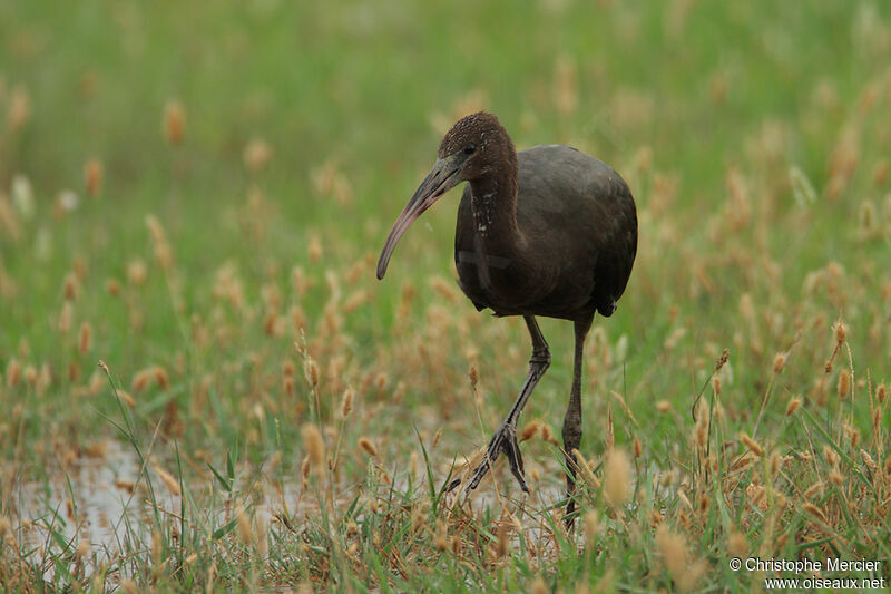 Ibis falcinelle