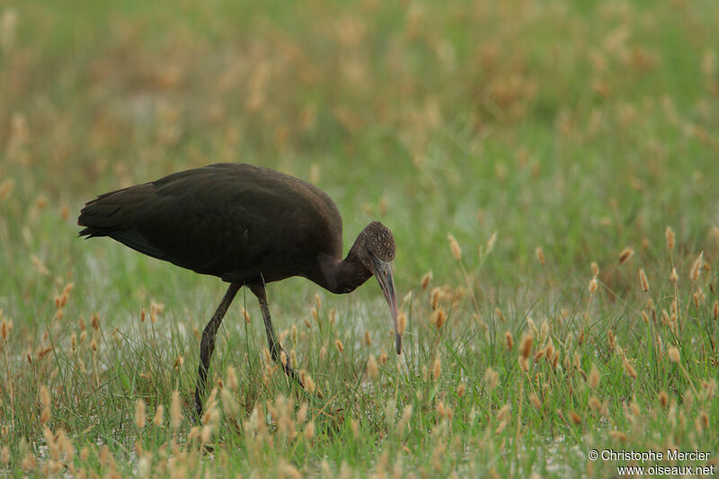 Glossy Ibis