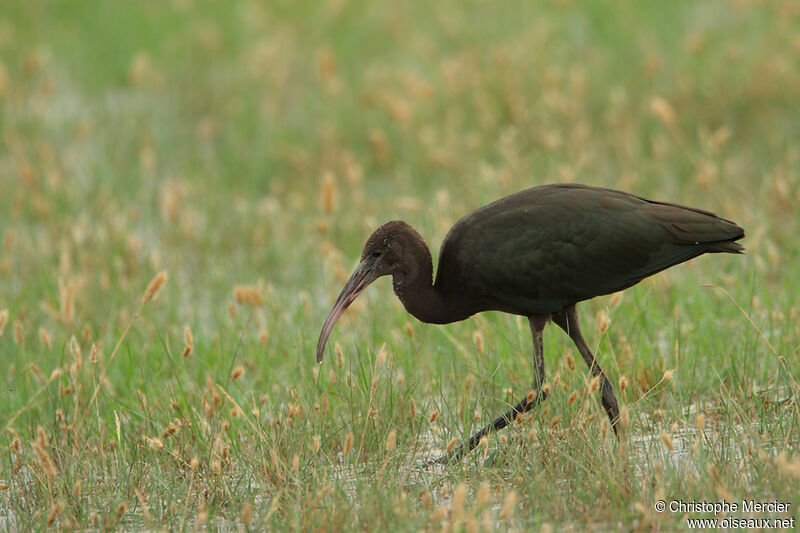 Glossy Ibis