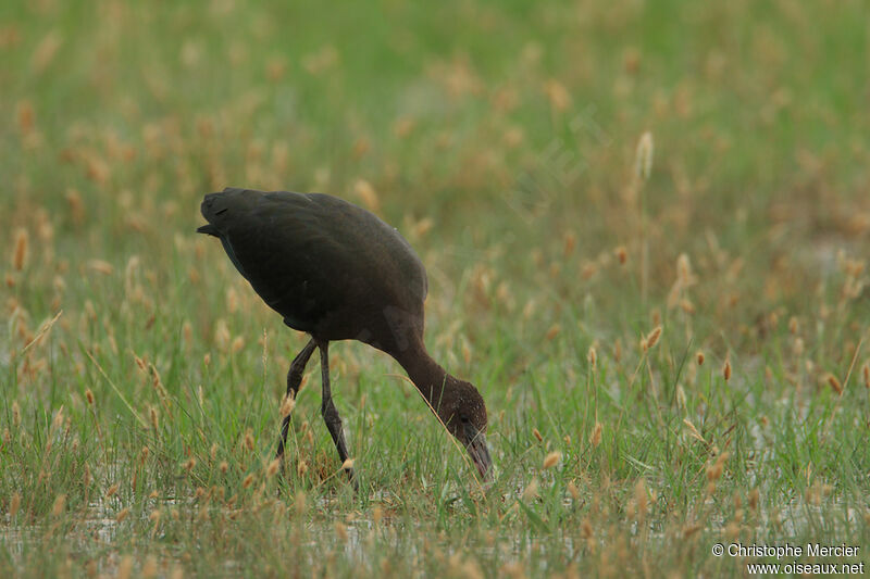 Glossy Ibis