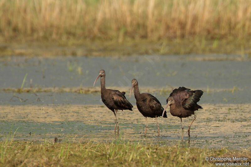 Ibis falcinelle