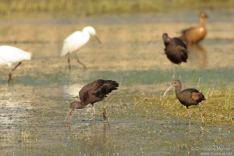 Ibis falcinelle