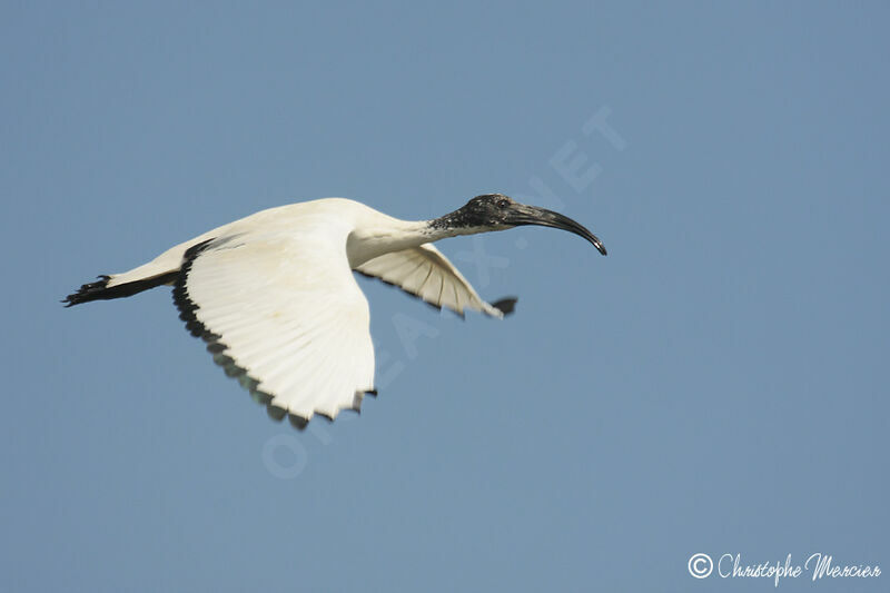 African Sacred Ibis