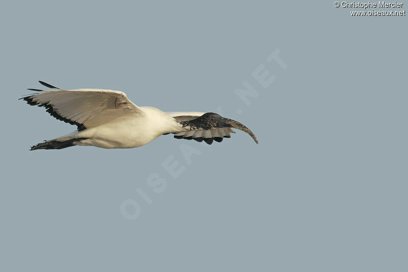 African Sacred Ibis