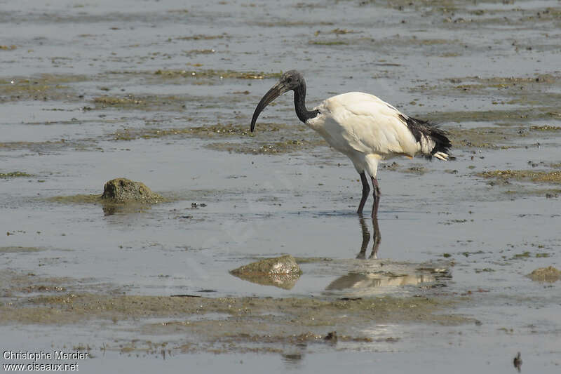 African Sacred Ibisadult, identification