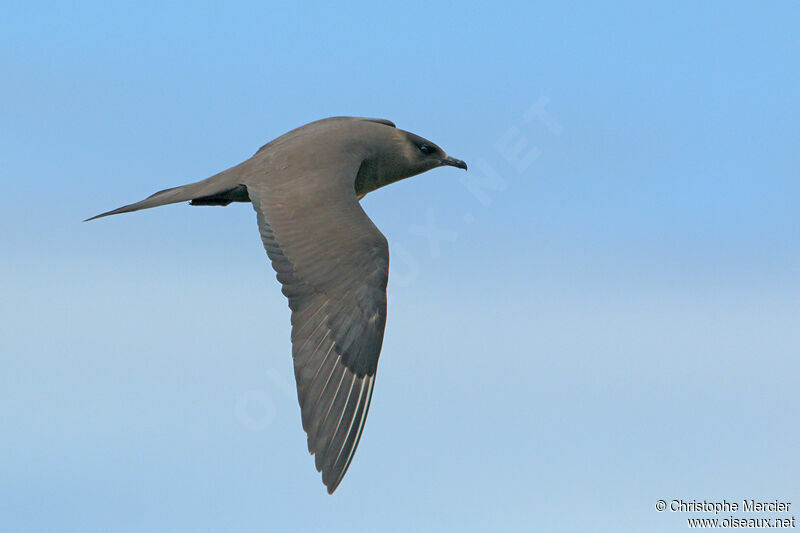 Parasitic Jaeger