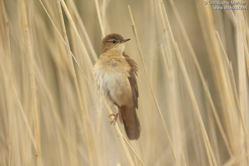 Savi's Warbler