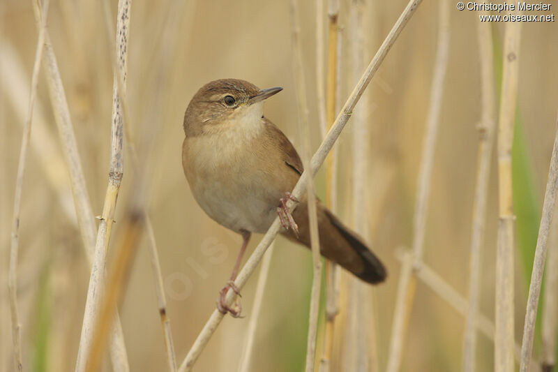 Savi's Warbler