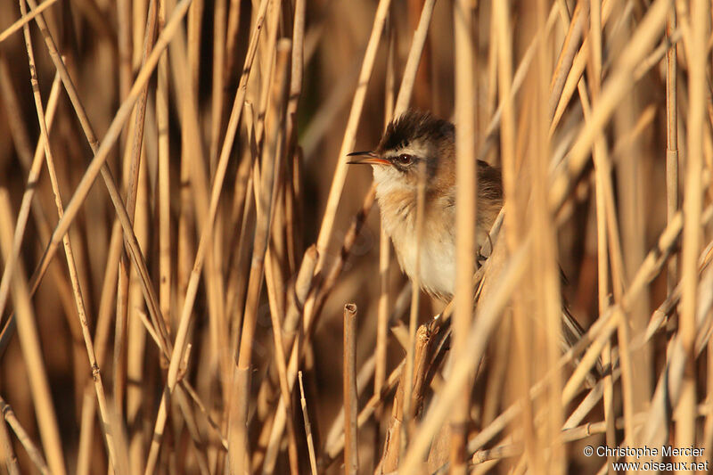 Moustached Warbler