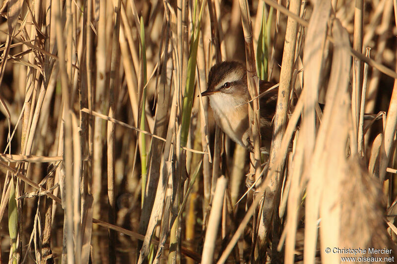 Moustached Warbler