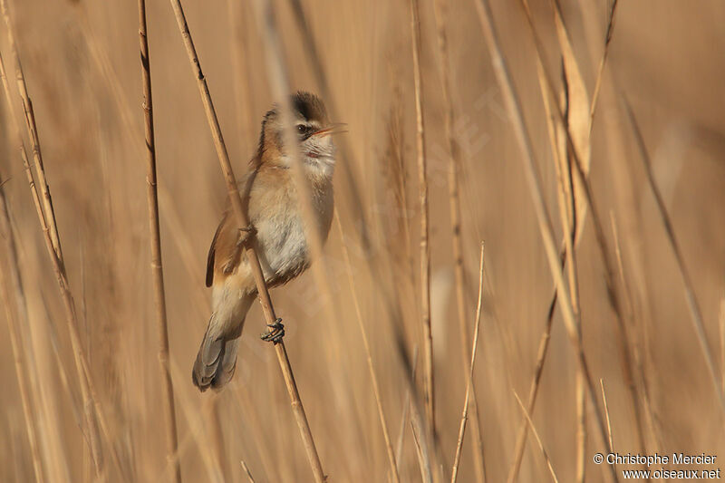 Moustached Warbler