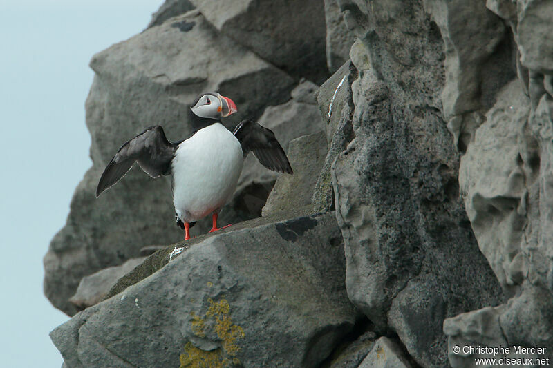 Atlantic Puffin