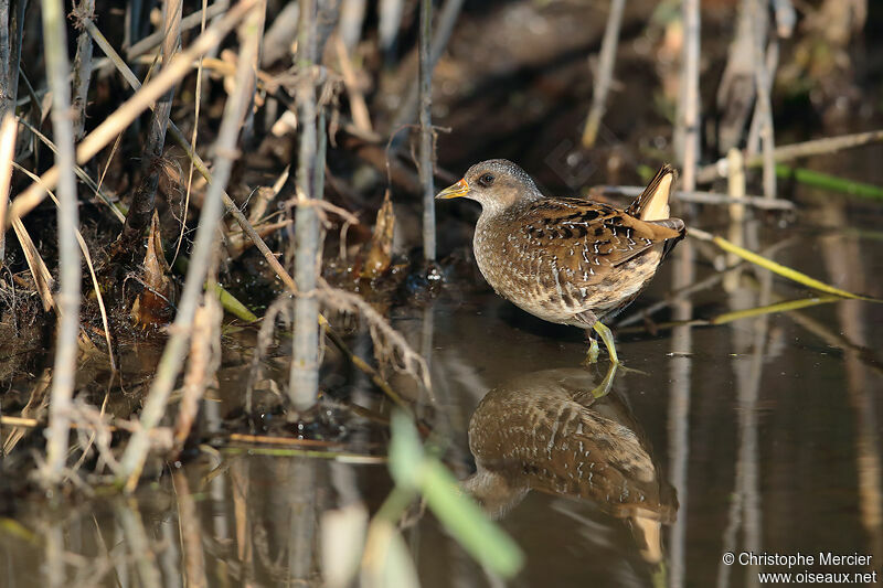 Spotted Crake