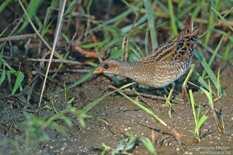 Spotted Crake