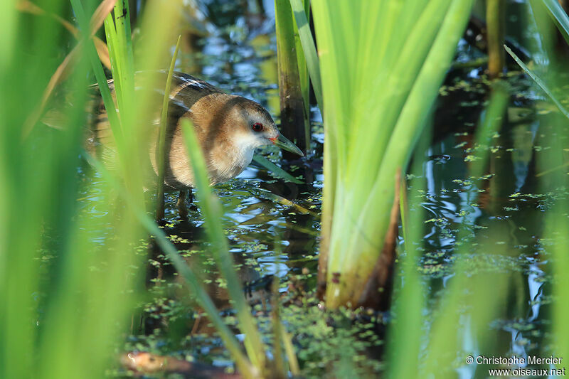 Little Crake