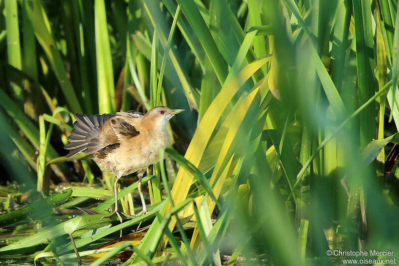 Little Crake