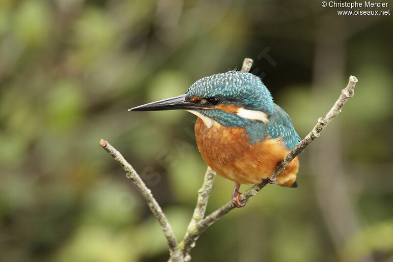 Common Kingfisher