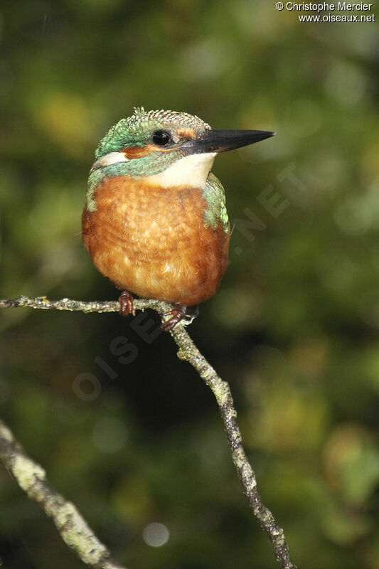 Common Kingfisher