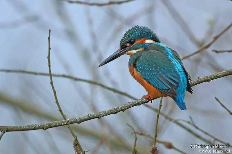 Common Kingfisher