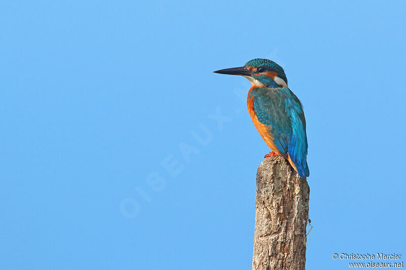 Common Kingfisher