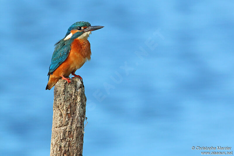 Common Kingfisher