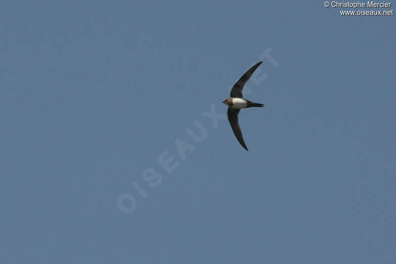 Alpine Swift