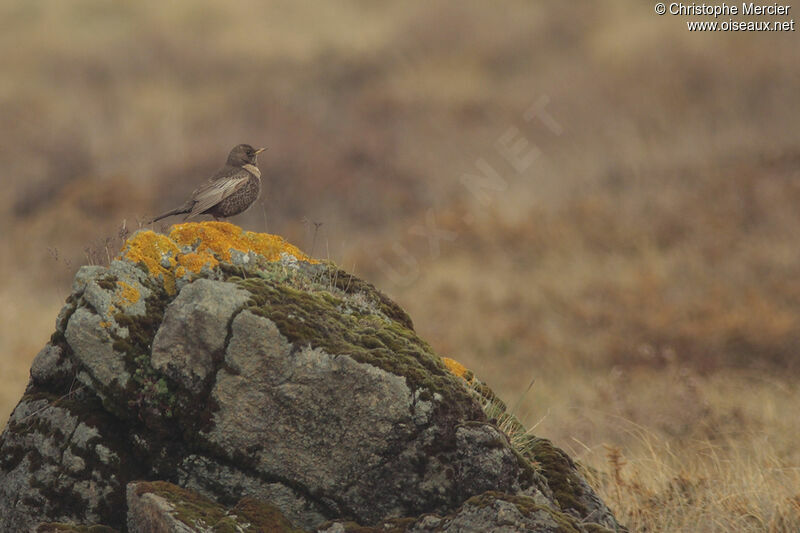 Ring Ouzel