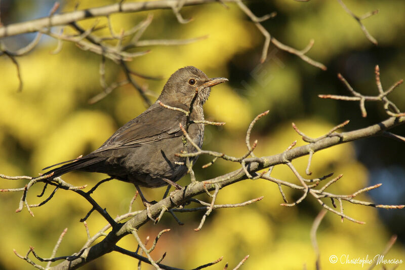 Common Blackbird