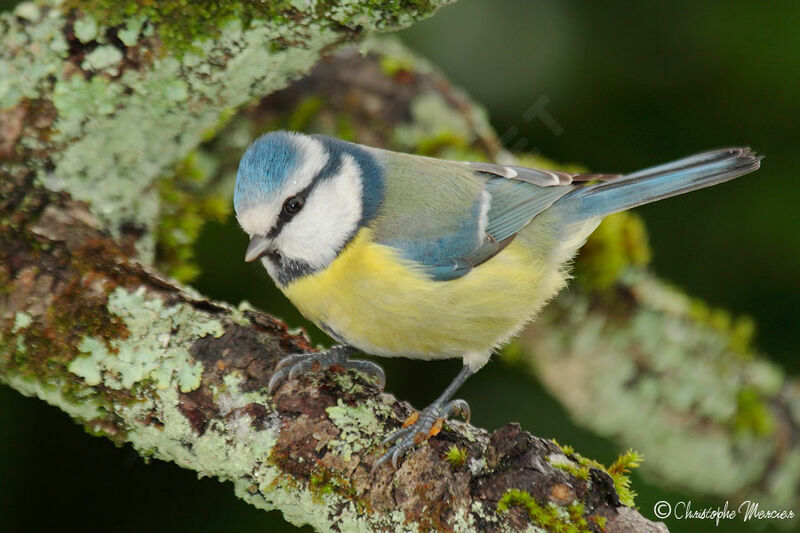 Mésange bleue