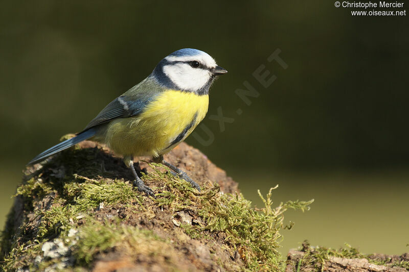 Mésange bleue