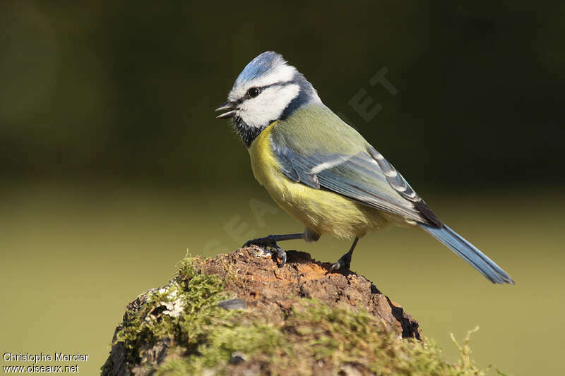 Mésange bleueadulte, chant