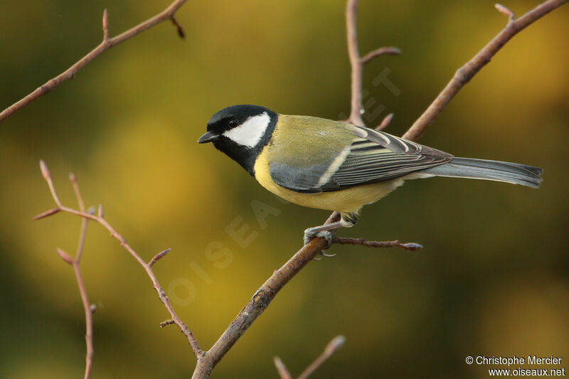 Great Tit