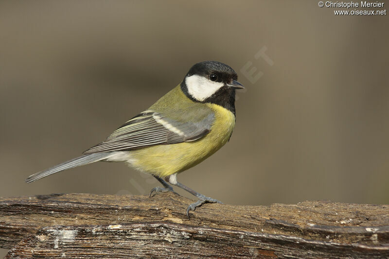 Mésange charbonnière