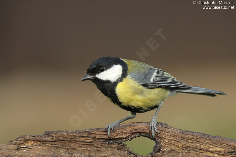 Great Tit