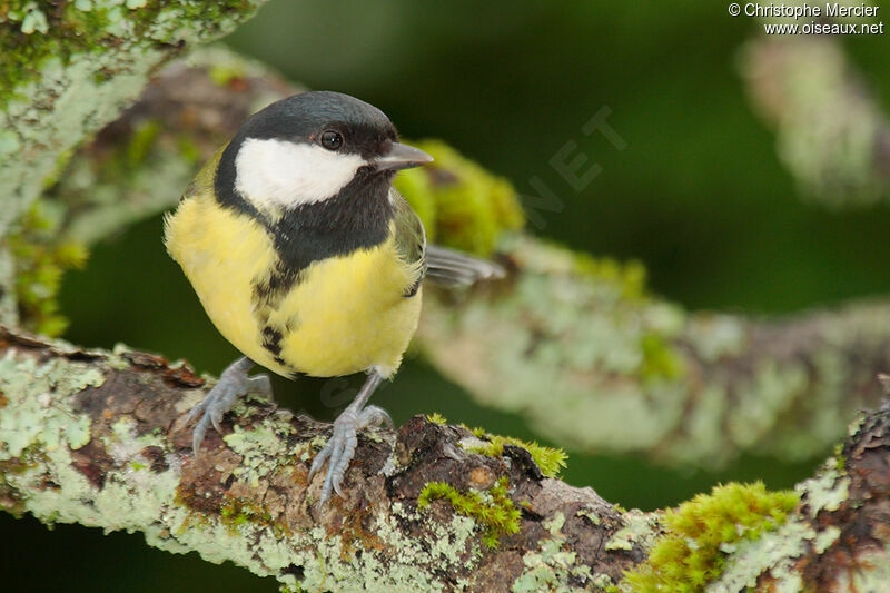 Mésange charbonnière