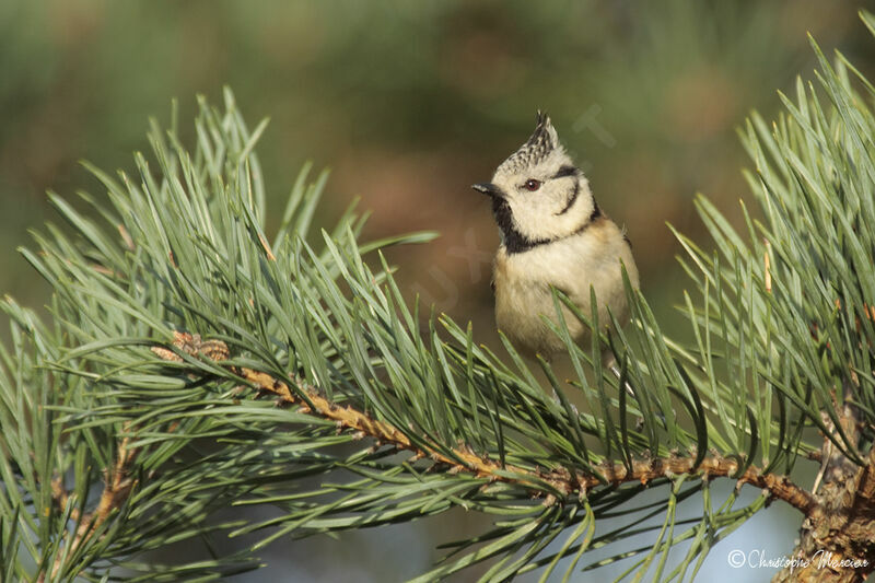 Mésange huppée