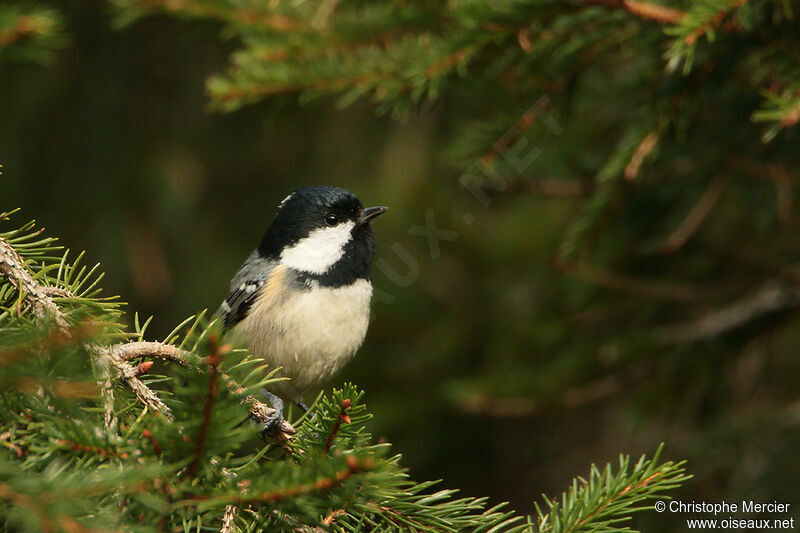 Mésange noire