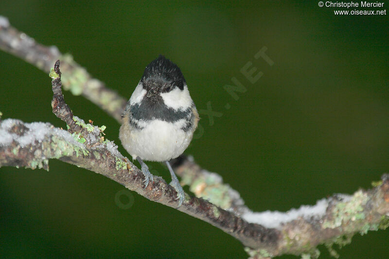 Coal Tit