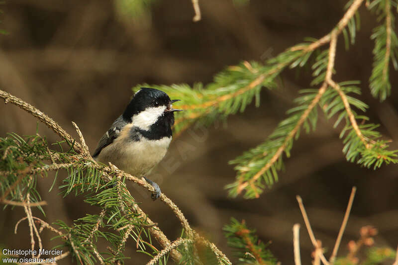 Mésange noireadulte, chant