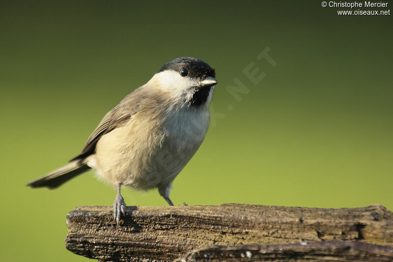 Mésange nonnette