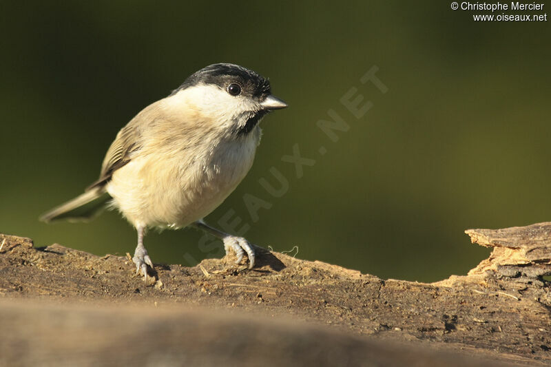 Mésange nonnette